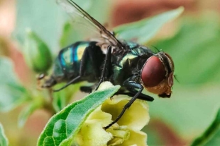 México anunció el inicio de un proyecto conjunto con Estados Unidos para la adecuación de una planta donde se produzcan moscas que combatan la plaga de gusano barrenador