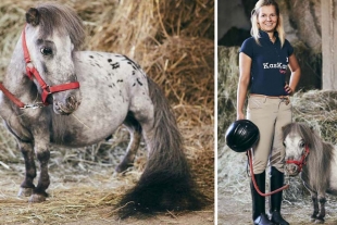 Bombel, el caballo más pequeño del mundo