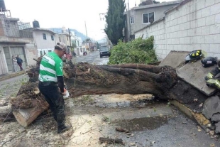 Personal del área de Servicios Públicos del Ayuntamiento de Toluca, realizaron trabajos de retiro de ramas y troncos.