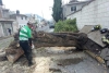 Lluvia provoca la caída de árboles en Toluca