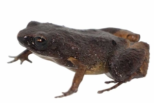 La Noblella arutam destaca por su coloración dorsal