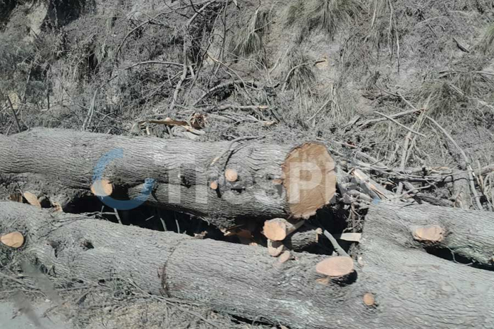 A pie de carretera se observan troncos y ramas apilados.