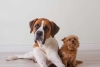 ¡El tamaño sí importa! Razas de perros pequeños serían las más inteligentes