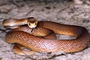 serpiente taipan costera (Oxyuranus scutellatus)