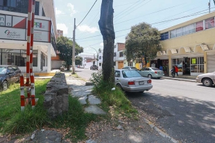 Levanta árbol banqueta en colonia Universidad