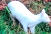 Avistan en Chile un ejemplar de pudú albino, pequeño venado amenazado