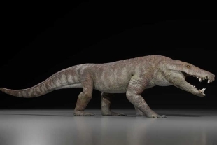 El equipo cree que el Kostensuchus atrox era capaz de devorar presas de gran tamaño