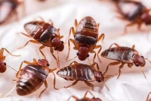 Así lo reveló un nuevo estudio elaborado por científicos del Virginia Tech, Estados Unidos, luego de comparar el genoma completo de dos linajes de chinches