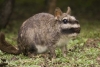 ¡154 por ciclo! Especie sudamericana logra el récord de ovulación del reino animal