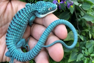 El ‘dragoncito azul’: una especie mexicana en peligro de extinción