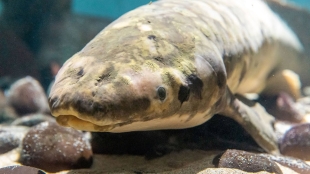 Para la comunidad científica, los peces pulmonados, por su antigüedad, son animales sumamente interesantes