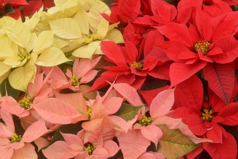 Significado de Flor de Nochebuena