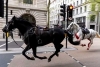 ¡Caos en Londres! Caballos del ejército desbocados hieren a varias personas