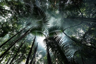 Luiz Inácio Lula da Silva, pidió la colaboración del mundo para remunerar a aquellos países que mantienen sus bosques en pie