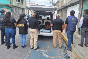 En presencia de familiares de la persona responsable, se ingresó al inmueble, encontrando a los caninos hacinados en un cuarto de aproximadamente 10 metros cuadrados.