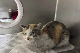 Las personas que encontraron a la ejemplar no daban crédito a que hubiera soportado tales condiciones extremas