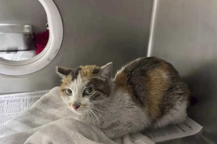 Las personas que encontraron a la ejemplar no daban crédito a que hubiera soportado tales condiciones extremas