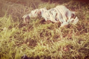 La zona fue acordonada y personal de la Fiscalía General de Justicia del Estado de México