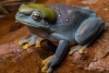 ¡Increíble! Rara mutación genética vuelve azul a una rana verde