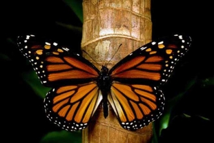 SEMARNAT reveló una baja considerable en la ocupación forestal de las colonias de mariposas monarcas,