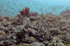 ¡Alerta! La Gran Barrera de Coral sufre su mayor declive desde que hay registros