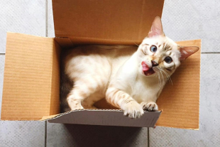 Gato disfruta dentro de una caja, un comportamiento que, según expertos, responde a instintos de seguridad y bienestar más que a simple juego.