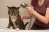 Gatos y agua: ¿qué misterio hay detrás de su rechazo?