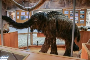 Para el paleontólogo de la UNAM Víctor Adrian Pérez, los resultados obtenidos permitirán conocer con mayor precisión tanto las características del mamut Colombino
