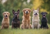 ¿Cuándo llegaron los primeros perros a América? Nuevo estudio da respuestas sorprendentes