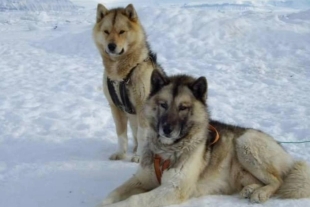 Durante aproximadamente mil años, esta especie canina fue fundamental para la supervivencia y la cultura inuit en Groenlandia.