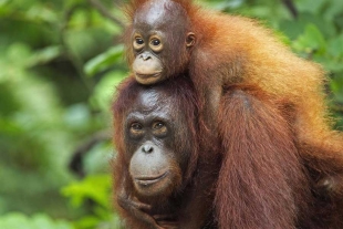 Malasia cuenta con una población significativa de orangutanes