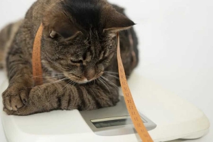 Las mascotas se han ganado un lugar especial en miles de hogares