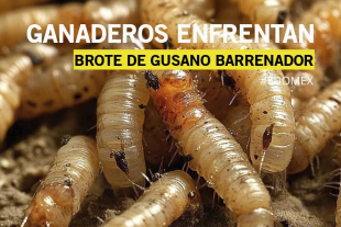 La Secretaría del Campo indicó que la falta de tratamiento en la lesión fue un factor determinante para la infestación.