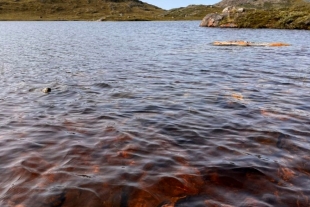 Dicha transformación no es más que una clara señal de que la ecología fundamental de estos cuerpos de agua se ha alterado