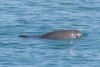 ¿El fin se acerca? Nueva expedición sólo avista 9 ejemplares de vaquita marina