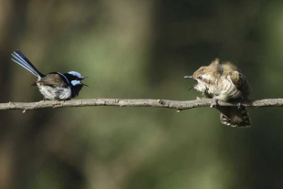 La institución expuso la identificación de una vocalización similar en más de una veintena de especies de aves repartidas alrededor del mundo