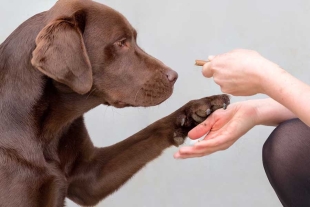 El equipo involucrado realizó un análisis masivo en el que participaron más de 9 mil animales de compañía