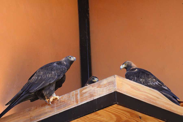 Nace por primera vez un águila real en el Parque Zacango