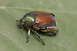 El escarabajo japonés, que carece de depredadores naturales, está catalogado como plaga cuarentenaria prioritaria en la Unión Europea