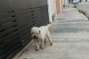 ¡Qué modernos! En Nuevo León, diseñan códigos QR para mascotas extraviadas
