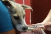 “Wiliberto”: El perrito más querido de Tamaulipas reaparece en el carnaval