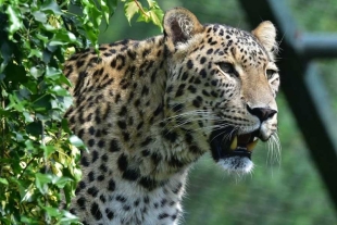 La última aparición de un leopardo Anatolia tuvo lugar en el año 1975