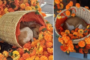 Al canino de color café se le puede ver entre flores de cempasúchil