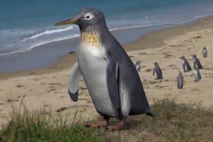 Los autores se percataron que las alas de estos pingüinos prehistóricos cuentan con una estructura comparable a los Eudyptula minor