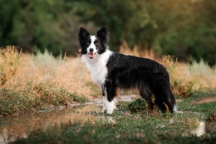 Ciertas razas de perros han sido seleccionadas por su destacada capacidad olfativa