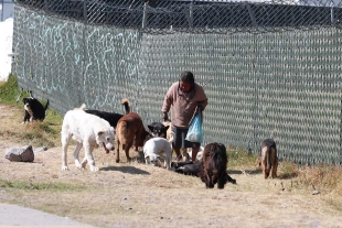 Trabajo “perruno”