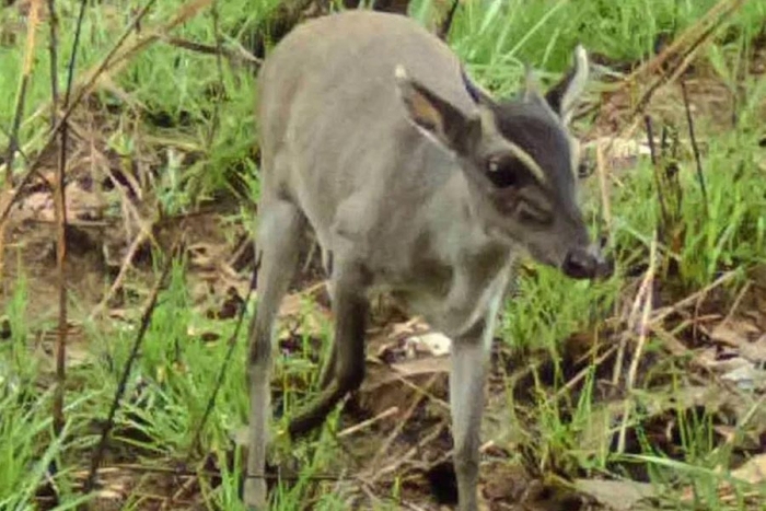 Reaparece el antílope duiker de Walter, especie en peligro de extinción