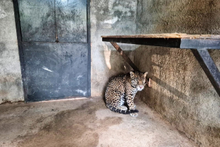 Rescatan a jaguar en Jilotepec; el felino, especie en peligro de extinción, era mantenido de forma ilegal en una vivienda y quedó bajo resguardo de autoridades ambientales