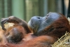¡A gusto! Orangutanes compensan la falta de sueño nocturno con siestas diurnas
