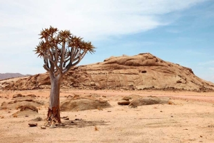 El sacrificio, añadieron, será ejecutado por cazadores profesionales, así como proveedores de safaris